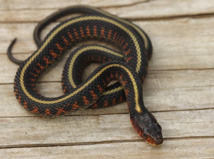 Oregon Red-spotted Garter Snake